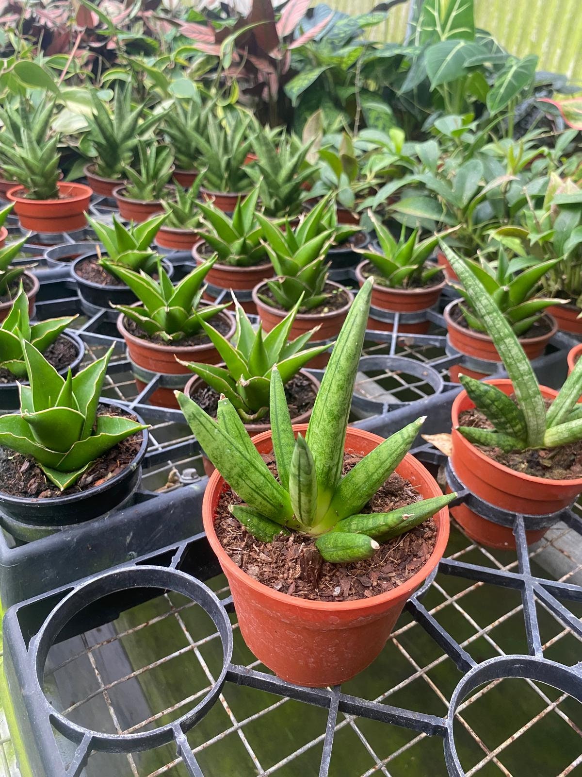Sansevieria Hedgehog
